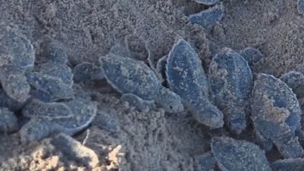 Guyane : la délicate ponte des tortues sur les plages