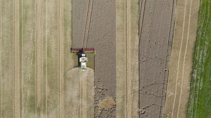 Un agriculteur en train de moissonner du blé à Lommerange (Moselle), le 10 août 2024. (JEAN-CHRISTOPHE VERHAEGEN / AFP)