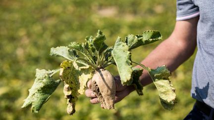 Un plant contaminé par la jaunisse de la betterave, dans une exploitation de Saint-Just-en-Brie (Seine-et-Marne), le 11 septembre 2020. (EMERIC FOHLEN / NURPHOTO / AFP)