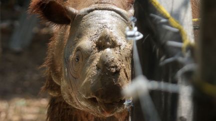 Naissance historique d'un bébé rhinocéros à Sumatra