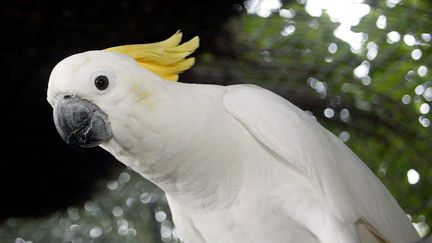 Un cacatoès à huppe jaune photographié à Saint-Jean-Cap-Ferrat (Alpes-Maritimes), le 20 août 2011. (MAXPPP)