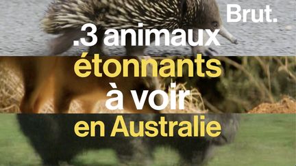 L'un ne boit jamais et creuse des terriers en spirale, un autre fait des crottes cubiques... Voici 3 animaux étonnants venus d'Australie.