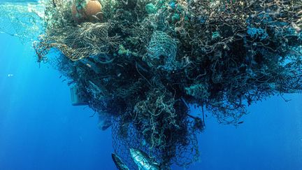 Des poissons morts pris dans les mailles de vieux filets dans l'océan pacifique, le 22 mai 2020. (OCEAN VOYAGES INSTITUTE / MAXPPP)