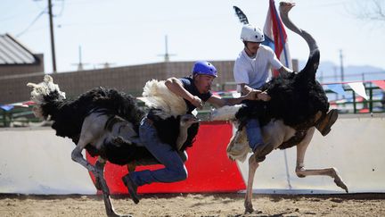 Un "jockey" tombe de sa monture lors de la traditionnelle course d'autruches &agrave; Chandler (Arizona, Etats-Unis), le 10 mars 2013. (JOSHUA LOTT / REUTERS)