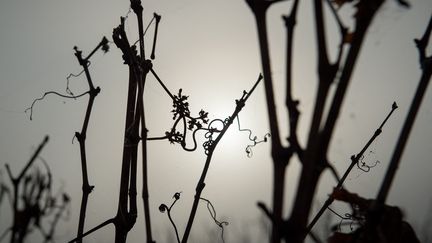 De&nbsp;violents orages ont touché une grande partie de la France, provoquant de nombreux dégâts dans les vignes notamment. (GUILLAUME SOUVANT / AFP)