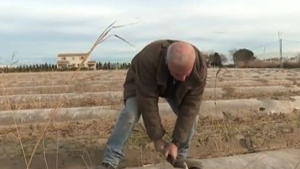 Les légumes de printemps sont déjà là