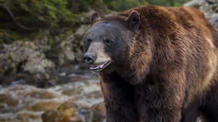 Un ours des Pyrénées. Photo d'illustration.&nbsp; (PHILIPPE CL?MENT / MAXPPP)