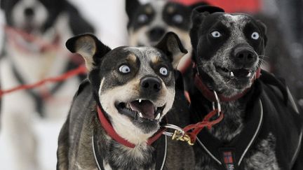 Des chiens de traineau lors de la Border Rush Race &agrave; Jakuszyce (Pologne), le 10 janvier 2013. (REUTERS)