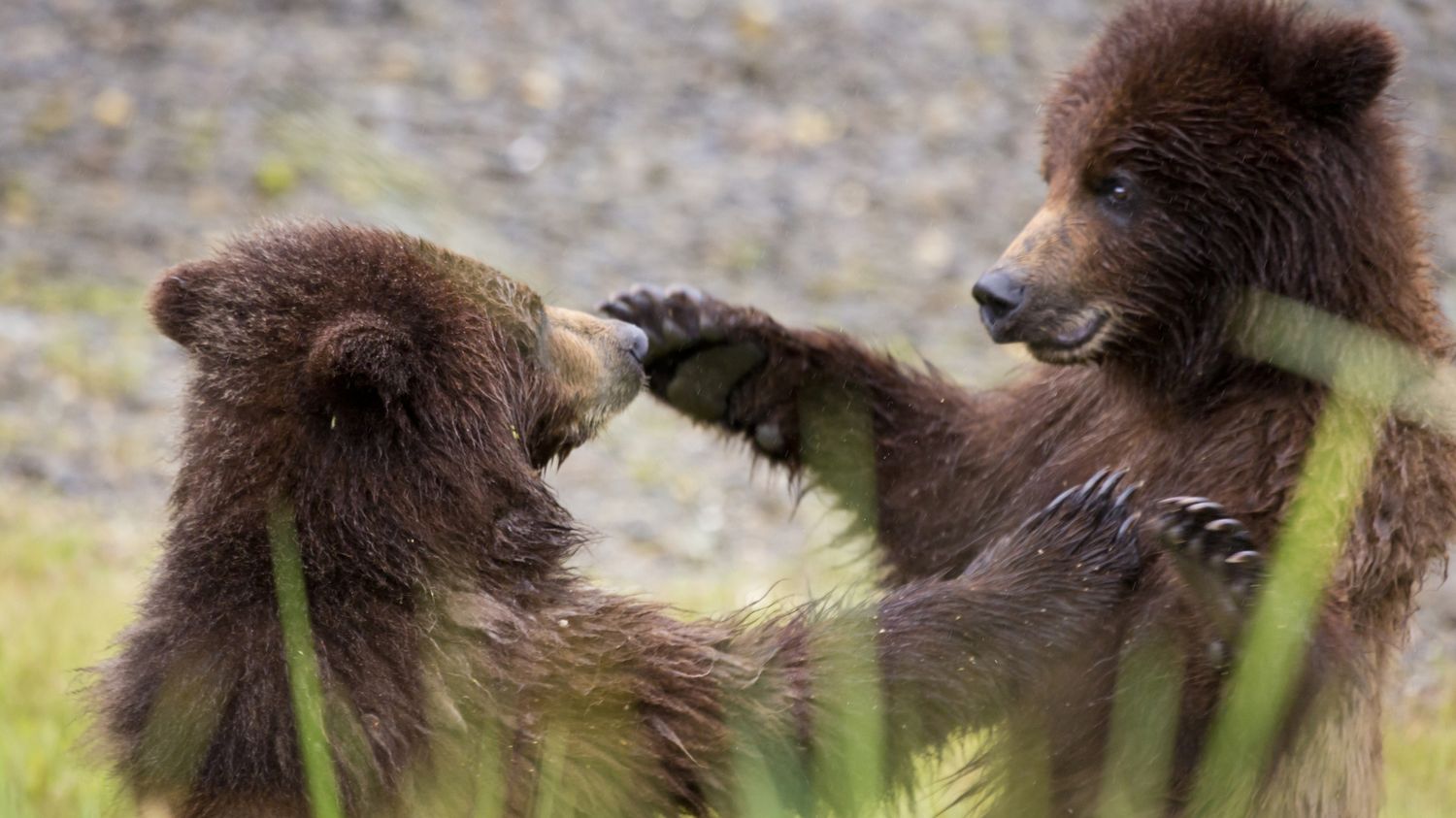 Les ours aussi apprécient les fellations