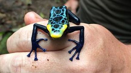 Une genouille dendrobate, dans le&nbsp;parc amazonien de Guyane, en mars 2015. ( FRANCE 2)