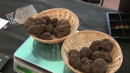 Drôme : la truffe, trésor noir et parfum d'excellence