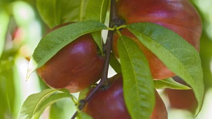 Série de l'été : pêches et nectarines, douceurs des vacances