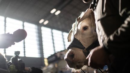 Idéale, l'égérie du salon de l'agriculture, le 21 février 2020 à Paris. (MARTIN BUREAU / AFP)