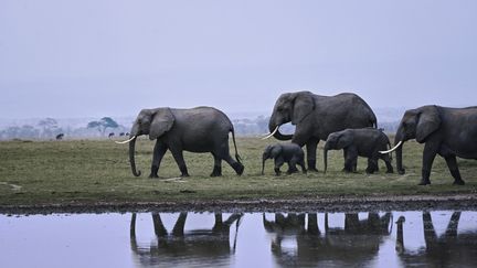 Au Kenya, le paradis des éléphants