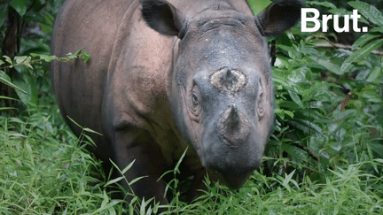 C’est une des espèces les plus menacées de la planète. Mais un programme de préservation a été lancé pour assurer la pérennité de l'espèce du rhinocéros de Sumatra. Explications.