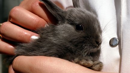 Un lapin se fait caresser. Photo d'illustration. (JEAN-LOUIS AUBERT / MAXPPP)