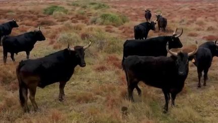 Camargue : vivre avec les taureaux dans les manades