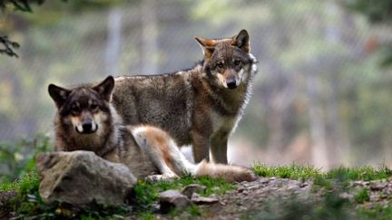 En France, le nombre de loups est estimé à 360.&nbsp; (ERIC GAILLARD / REUTERS)