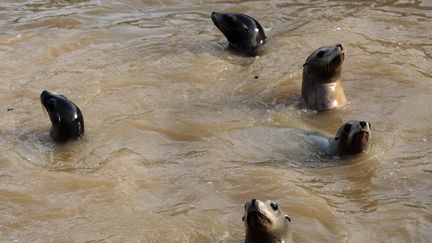 Des otaries nagent dans l'eau boueuse du Marineland d'Antibes au lendemain des intemp&eacute;ries meurtri&egrave;res dans le Sud-Est, le 5 octobre 2015. (JEAN-CHRISTOPHE MAGNENET / AFP)