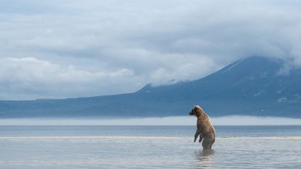 Scène de "Terre des Ours"
 ( Sergey Gorshkov)