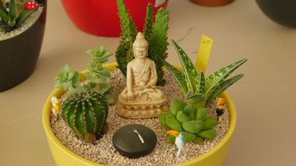 Mini-jardin de cactus et succulentes (ISABELLE MORAND / RADIO FRANCE)