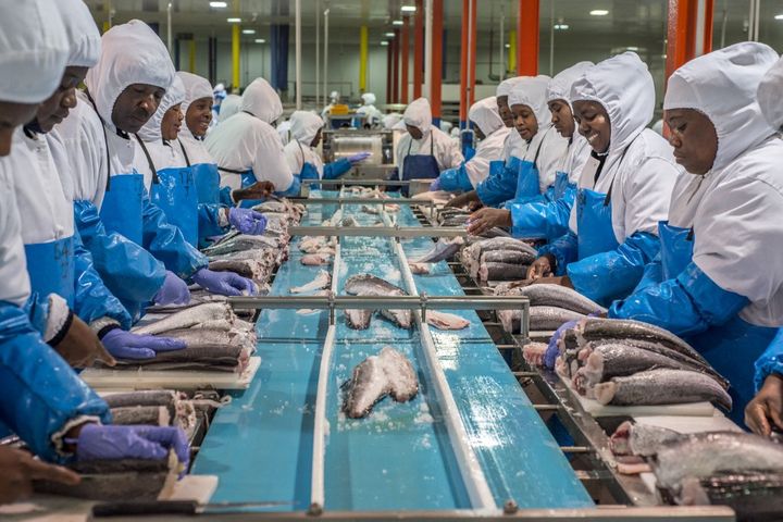 Un atelier de conditionnement du poisson à Walvis Bay. L'usine traite chaque année 22&nbsp;000&nbsp;tonnes de merlu exportées vers l'Europe, les Etats-Unis et l'Australie. (OLEKSANDR RUPETA / NURPHOTO)