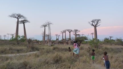 Des enfants rentrent chez eux dans l'Avenue des Baobabs, célèbre réserve naturelle de l'ouest de Madagascar, près de Morondava, le 7 novembre 2011. (ALINE RANAIVOSON / AFP)