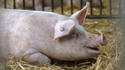 Une ferme de Schultenhof (Allemagne), le 3 février 20202. (INA FASSBENDER / AFP)