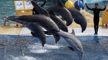 Un spectacle de dauphins au&nbsp;parcs aquatiques&nbsp;Marineland, le 17 mars 2017. (VALERY HACHE / AFP)