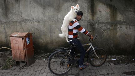 Un homme et son chien sur un v&eacute;lo &agrave; Bombay (Inde), le 9 juillet 2013. (DANISH SIDDIQUI / REUTERS)