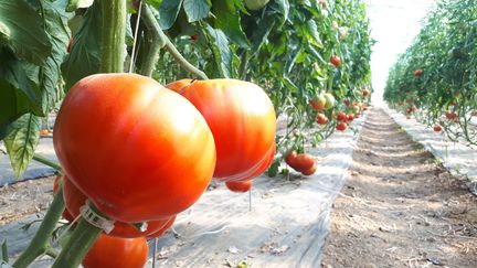 Des tomates sous une serre à&nbsp;Puiseux-Pontoise (Val d'Oise) en juillet 2019.&nbsp; (STEPHANIE BERLU / RADIO FRANCE)