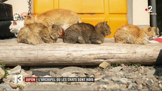 Japon L Archipel Ou Les Chats Sont Rois