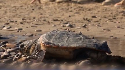 Eurozapping : l'Espagne au secours des tortues de mer (franceinfo)