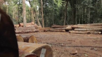 La Commission européenne souhaiterait interdire l'importation de tous les produits qui contribuent à la déforestation. Le projet de loi sérieux qui doit être débattu par les Etats membres. (Capture d'écran France 2)