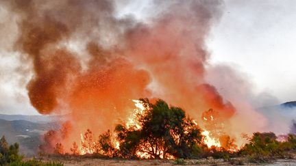 Un feu de forêt près de la ville de Melloula, au nord ouest de la Tunisie, à la frontière avec l'Algérie, le 24 juillet dernier. (FETHI BELAID / AFP)