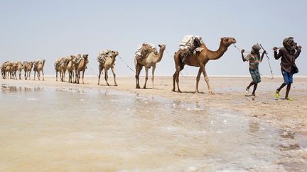 Dans le&nbsp;Danakil. (REUTERS/SIEGFRIED MODOLA)