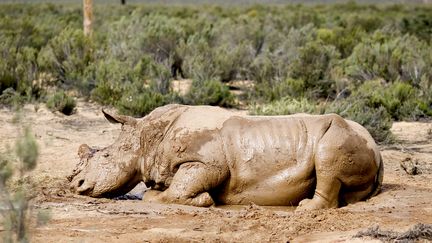 Un rhinocéros blessé, dont la corne a été coupée, à Cape Town (Afrique du Sud), le 22 août 2011.&nbsp; (RODGER BOSCH / AFP)