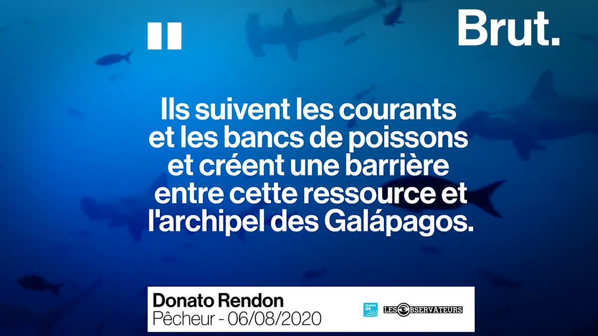 Video Au Large Des Iles Galapagos Une Flotte Geante Chinoise De Peche Epuise Les Ressources De L Archipel