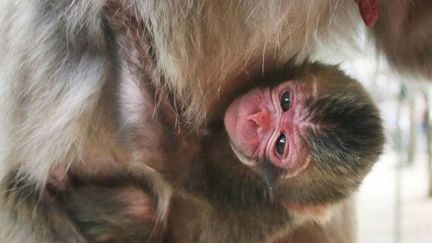 Japon : le singe baptisé Charlotte comme Royal Baby va peut-être changé de nom 