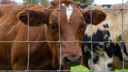 Den Ham, Pays-Bas. Moins de bétail pour réduire la pollution par l'azote : le secteur agricole néerlandais est en crise et manifeste depuis deux mois contre le projet du gouvernement.&nbsp; (LYBIL BER / EYEEM / GETTY IMAGES)