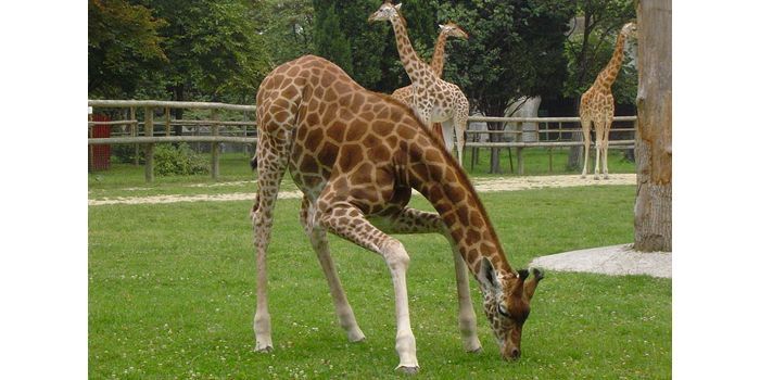 Zoo de Vincennes : les girafes resteront dans le chantier
 (Jamin)