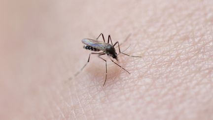 Dix cas de dengue détectés dans le Vaucluse, un cas importé et neuf cas autochtones