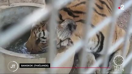 Thaïlande : alerte sur les tigres maltraités