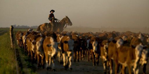 La pampa argentine dans la province de Buenos Aires (18-4-2007) (AFP - HEMIS.FR - GUY CHRISTIAN)