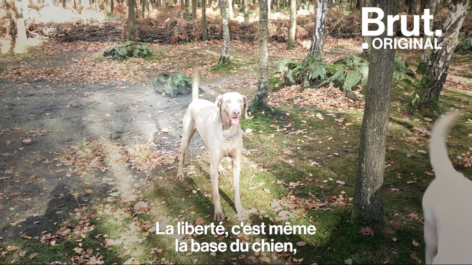 VIDEO. Dans cette pension canine, les chiens bénéficient du0027une 