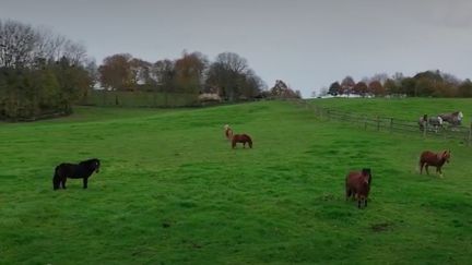 Dans le&nbsp;haras du Pin, en Normandie, des chevaux de trait sont élevés comme les Percherons, véritables vedettes locales. (France 2)