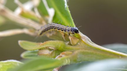 Environnement : près de 80% des insectes auraient disparu en Europe