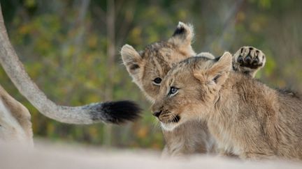 Deux lionceaux jouent ensemble en suivant leur mère dans la réserve Greater Kruger National Park, en Afrique du Sud, le 22 juin 2019. (LONDOLOZI IMAGES/MINT IMAGES / MINT IMAGES)