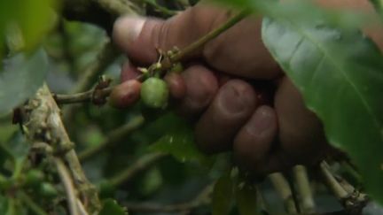 En Colombie, le gouvernement incite les paysans à abandonner la culture de la coca pour celle du café. France 2 a rencontré un petit producteur, sur les anciennes terres exploitées par les narcotrafiquants. (FRANCE 2)