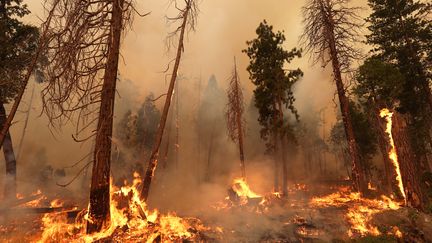 Le feu se propage à travers les arbres à&nbsp;Jerseydale, en Californie, le 24 juillet 2022. L'"Oak Fire" a parcouru quelque 7 000 hectares de végétation selon le dernier bilan disponible dans la soirée du 25 juillet 2022. (JUSTIN SULLIVAN / GETTY IMAGES NORTH AMERICA)